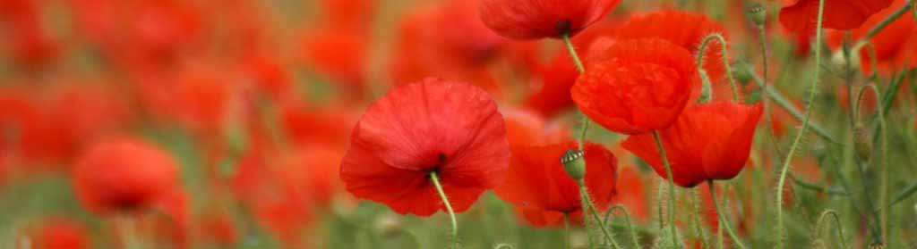 Remembrance-Day