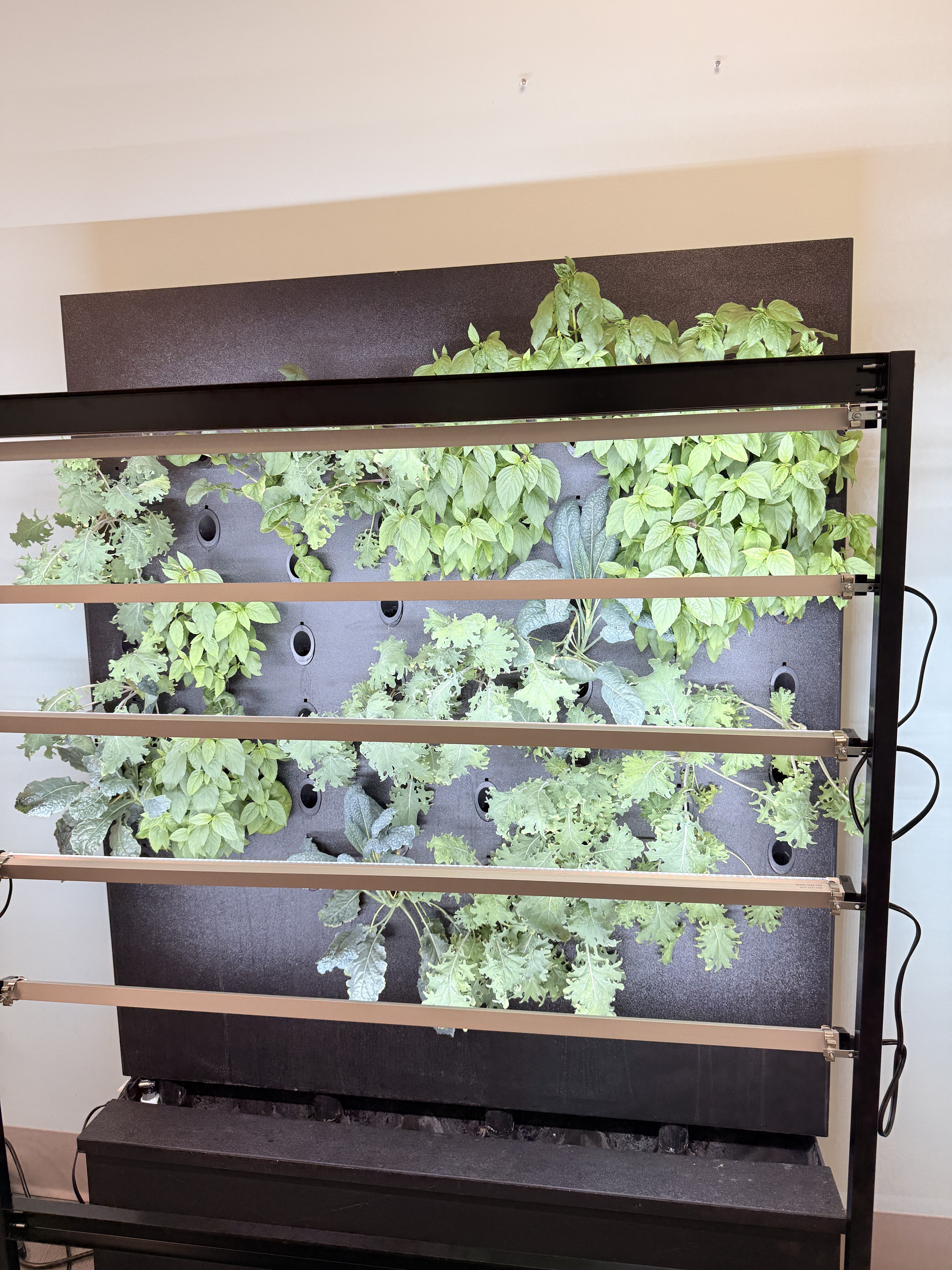 Growing Together: Just Vertical & Seneca Greenwall Project